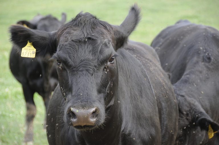 Schubiola-Verkauf im September 2019