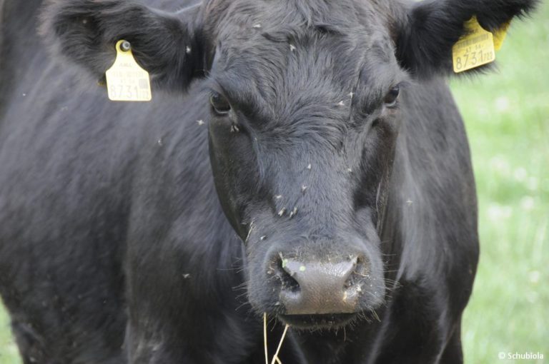 Schubiola-Verkauf im März 2019