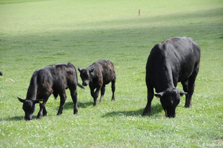 Schubiola-Verkauf am 6. Juli 2019
