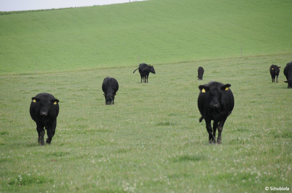 Schubiola-Verkauf im Juni 2018