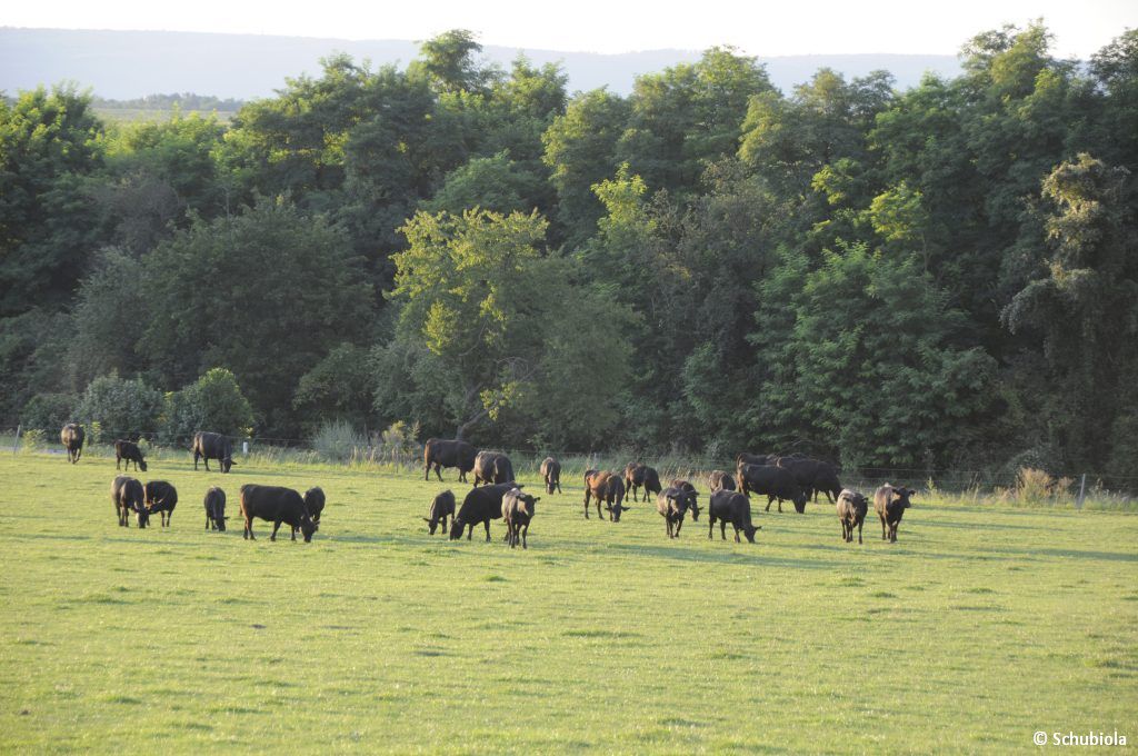 Schubiola-Verkauf am 3. August 2019