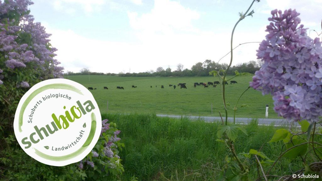 Weideauftrieb 2017 in Deinzendorf