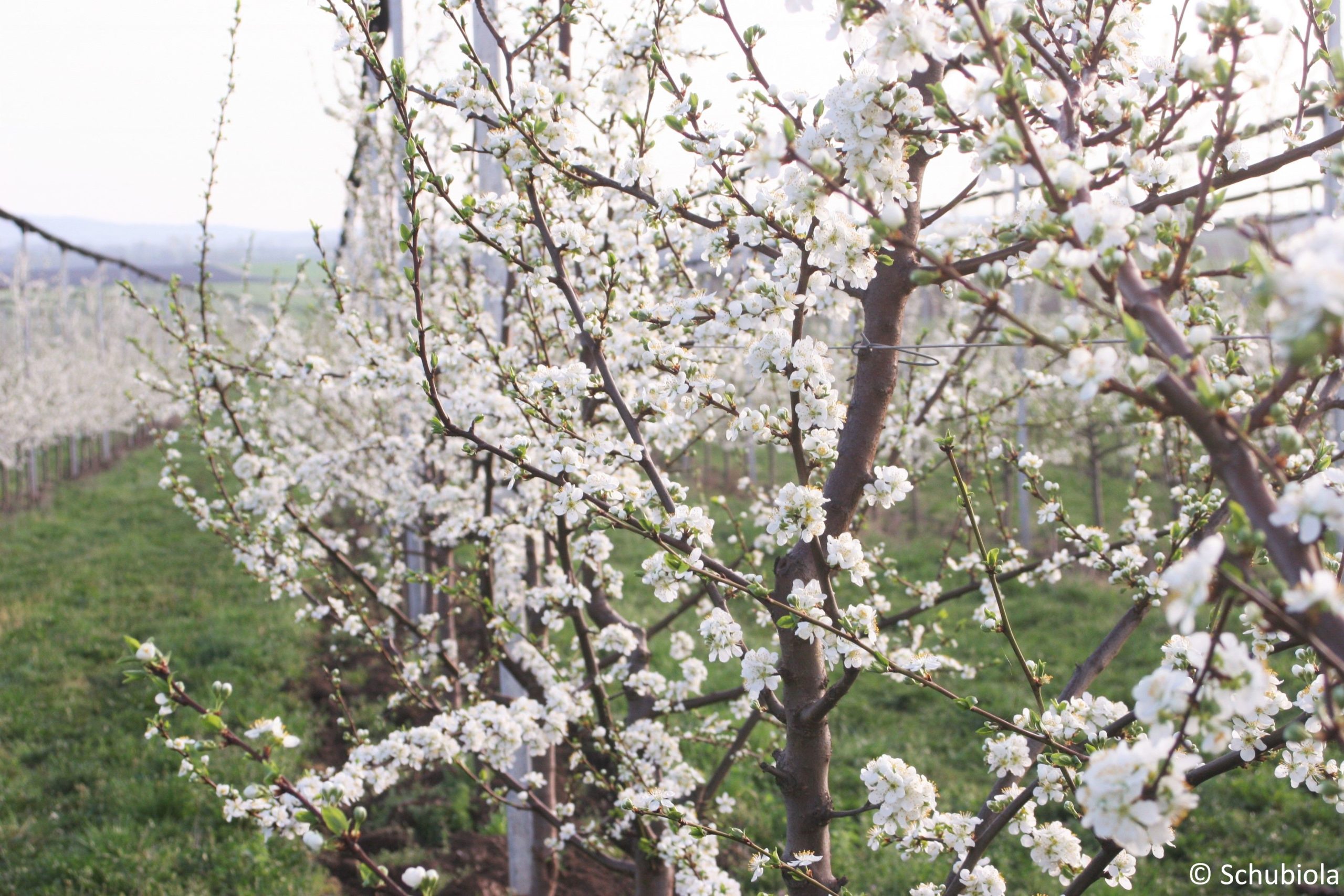 Frühling in den Obstgärten und auf den Feldern