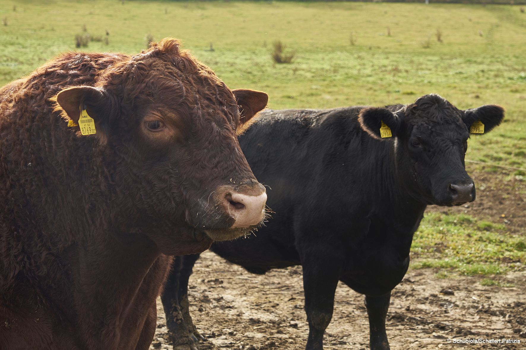 Schubiola-Verkauf März 2020