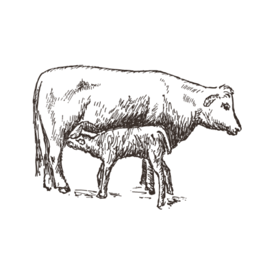 Gemischtes Paket vom Weiderind